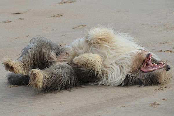 October 15, 2011: at Bamburgh beach