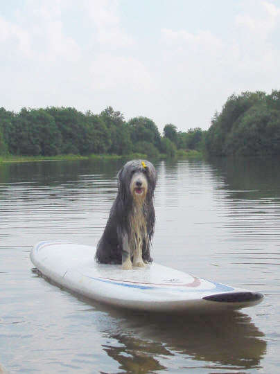 Maggie surfing!!!