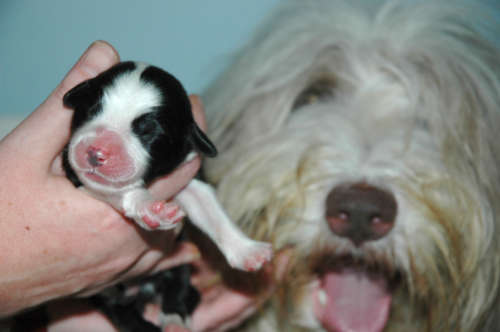 Jarod 1 day young (his mother Peaches in the background)